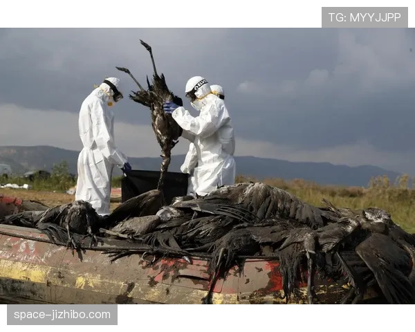 诺里斯遭遇流感，能否出战摩纳哥站存疑